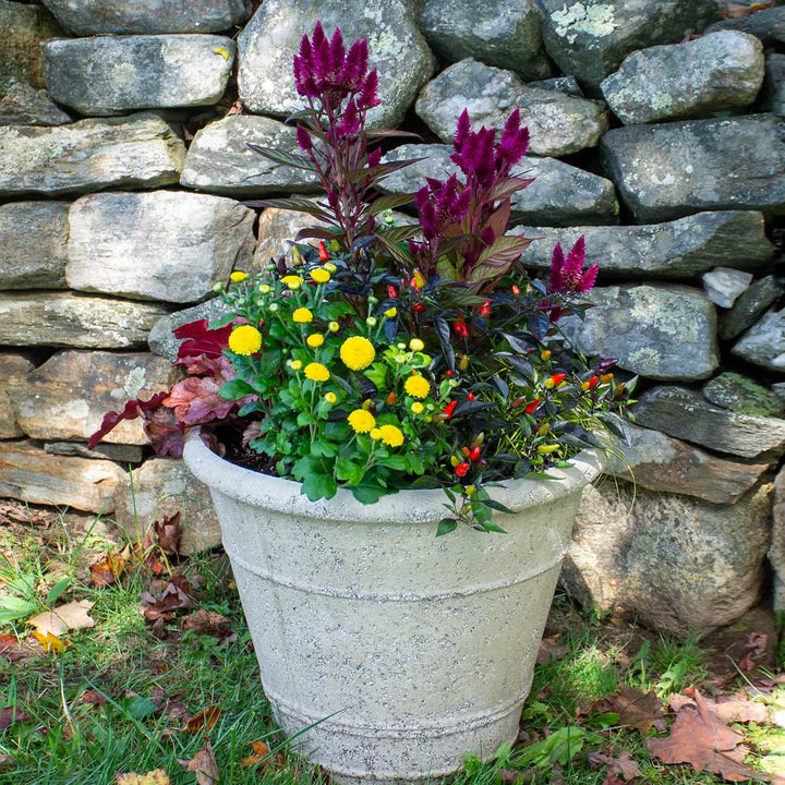 September Sparkler Fall Container Garden