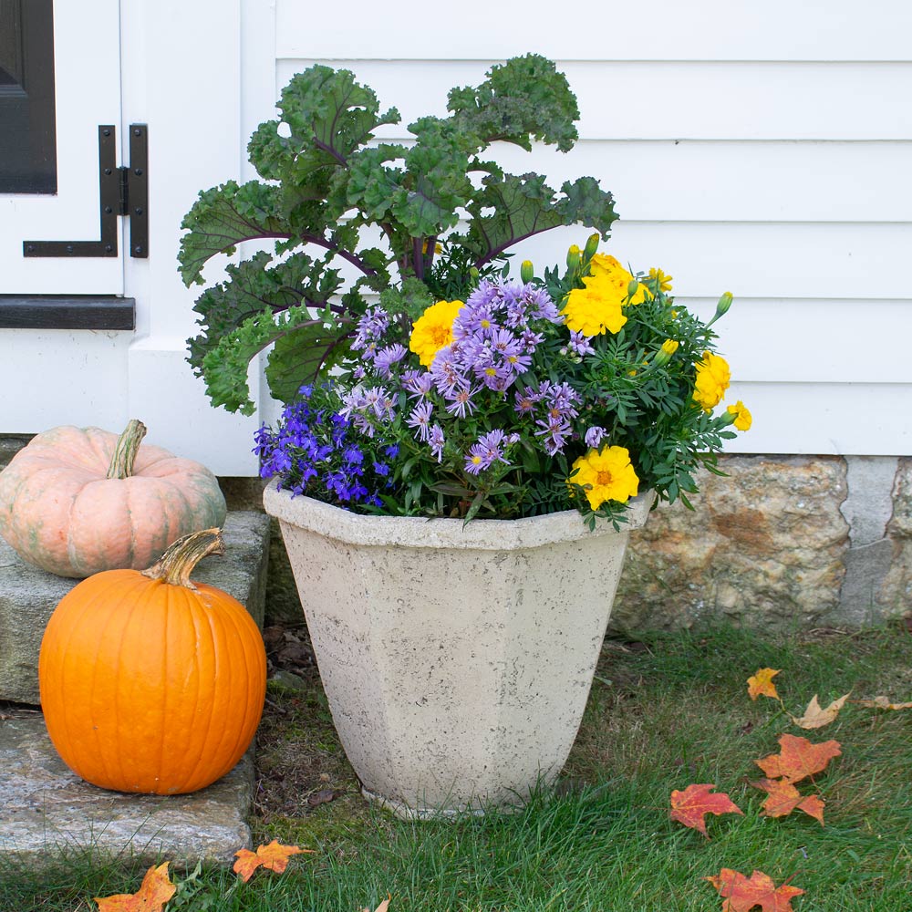 Blue Notes Fall Container Garden