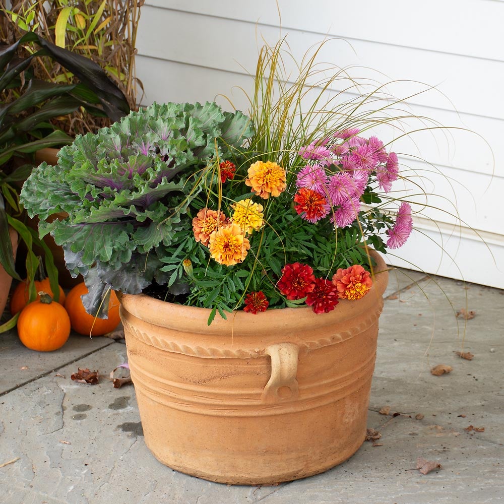 Autumn Tapestry Fall Container Garden