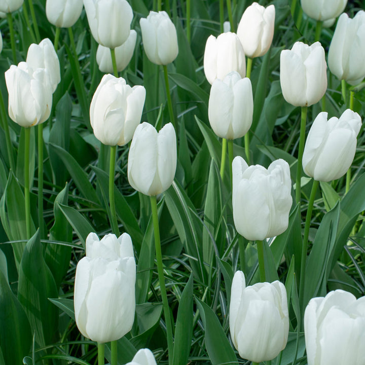 Tulip 'Hakuun'