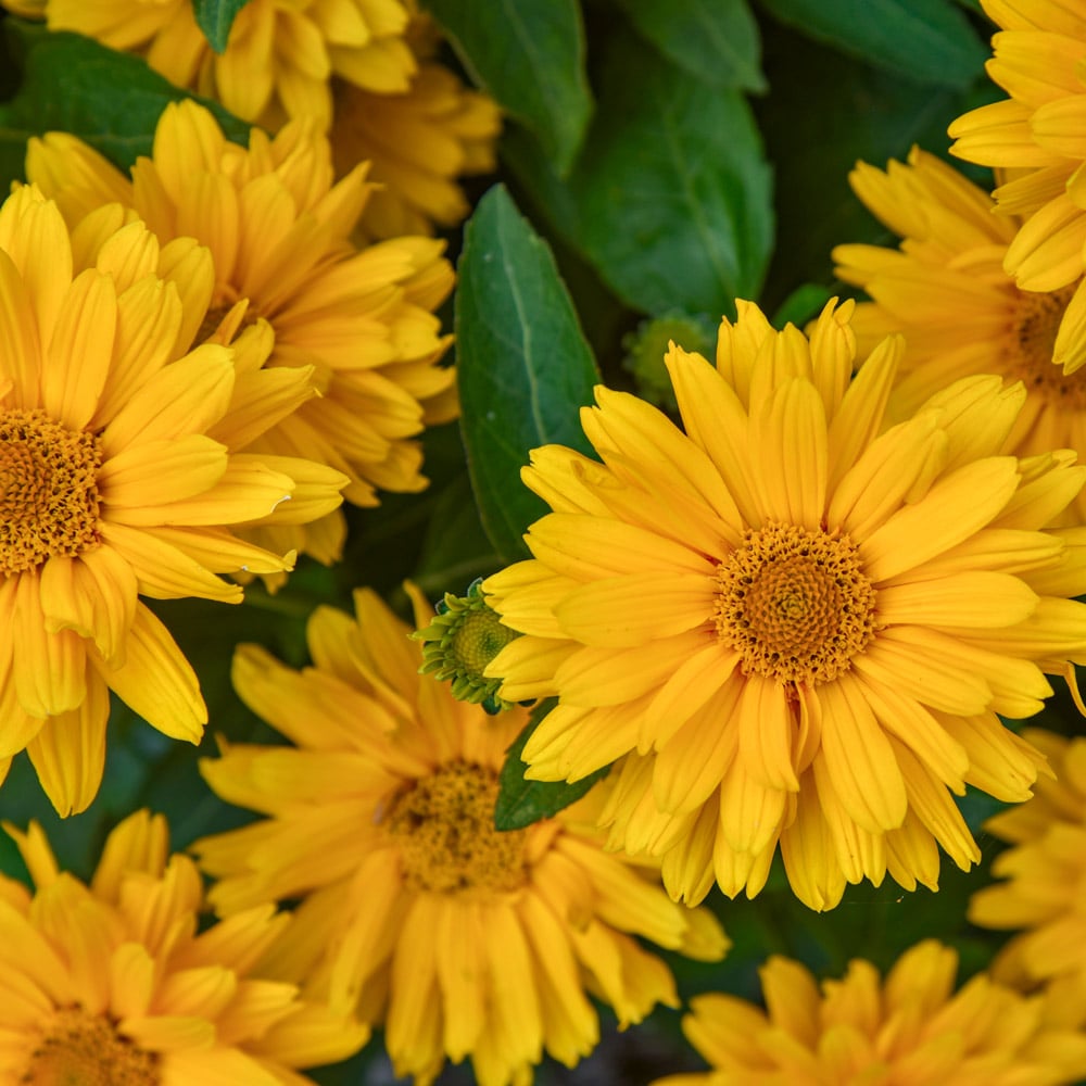 Heliopsis helianthoides Athena Gold™