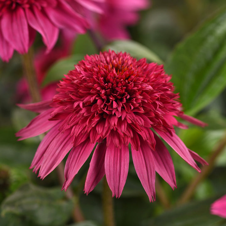 Echinacea purpurea Double Scoop™ Watermelon Deluxe