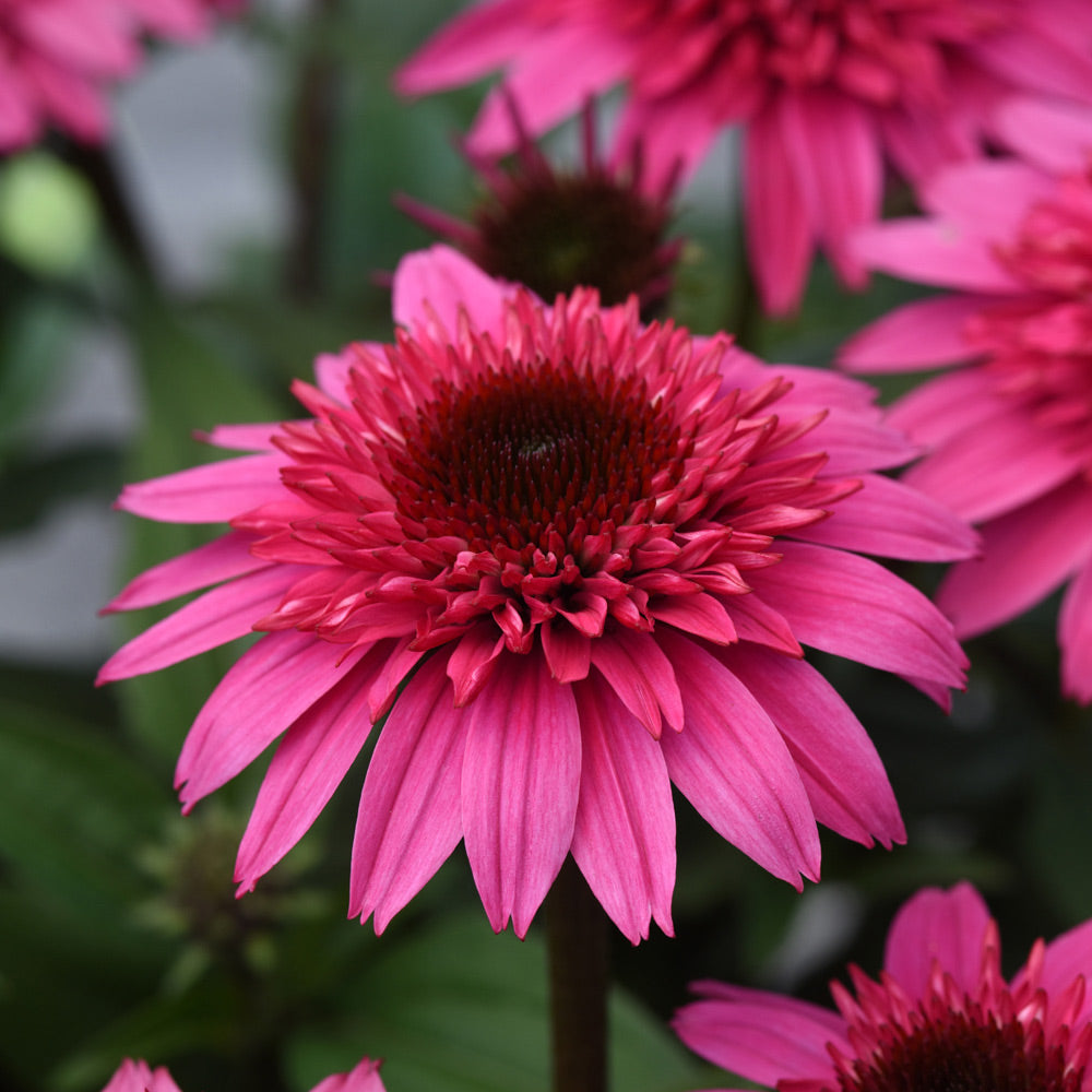 Echinacea purpurea Double Scoop™ Watermelon Deluxe