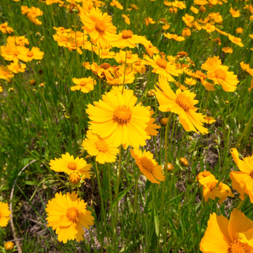 Coreopsis lanceolata, tray of 50 plugs