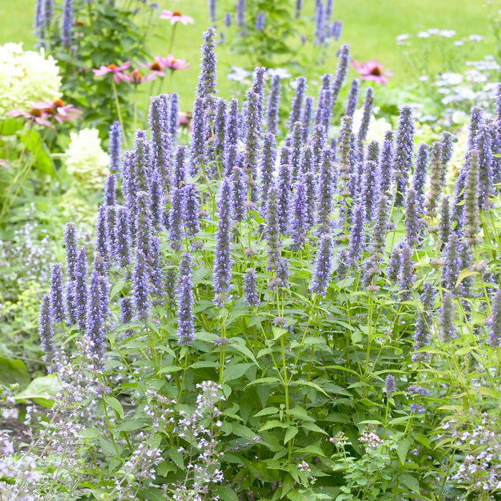 Agastache 'Blue Fortune'