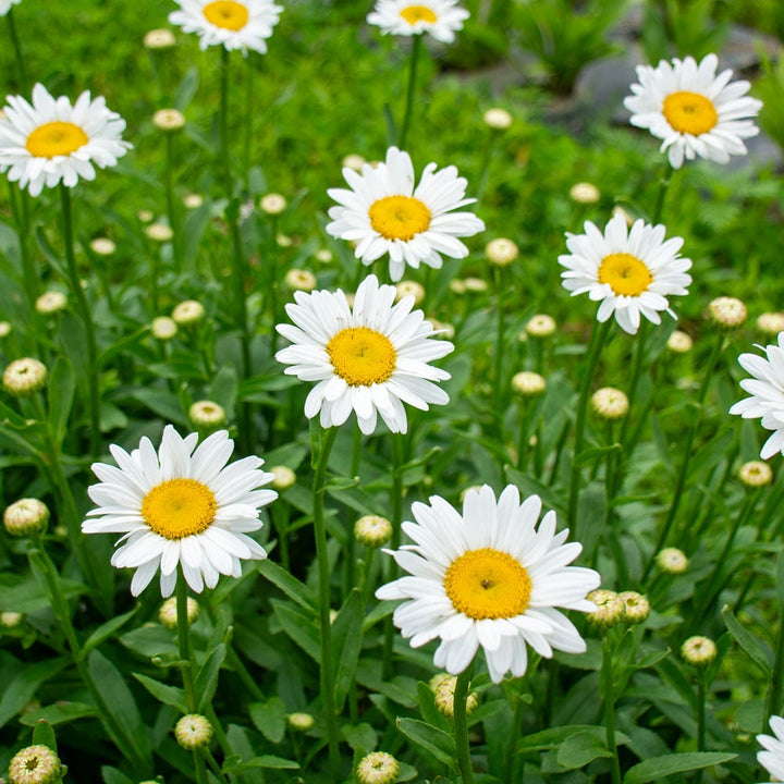 Leucanthemum x superbum 'Becky'