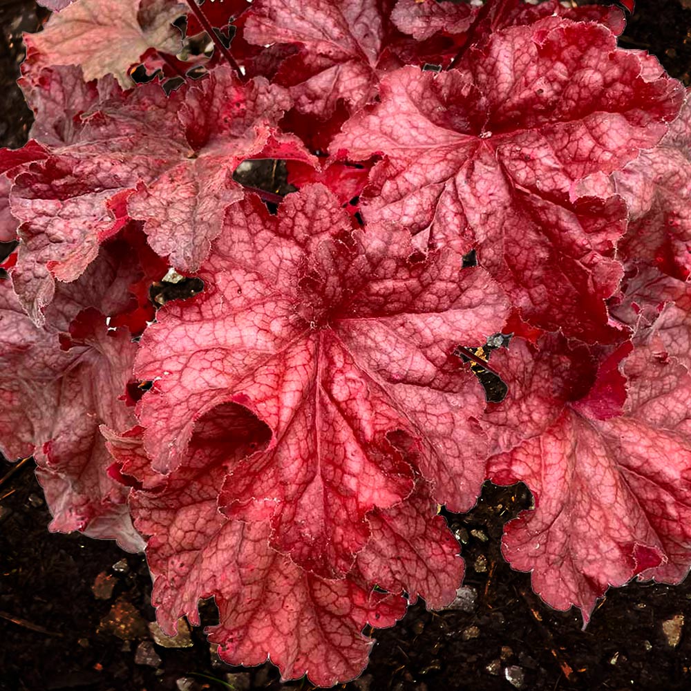 Back-to-School Fall Container Garden