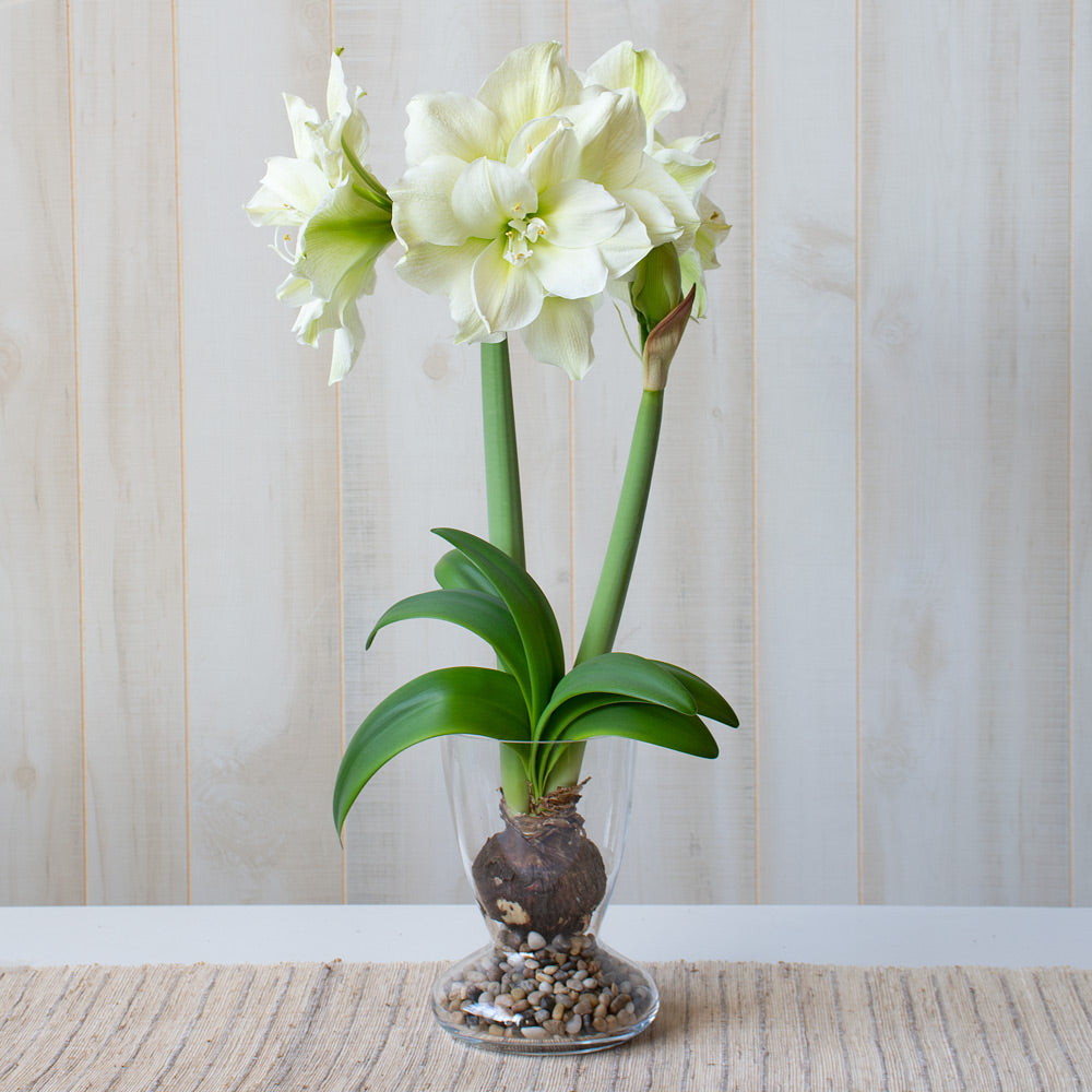 Amaryllis 'Marilyn,' one bulb with Dutch hurricane vase kit