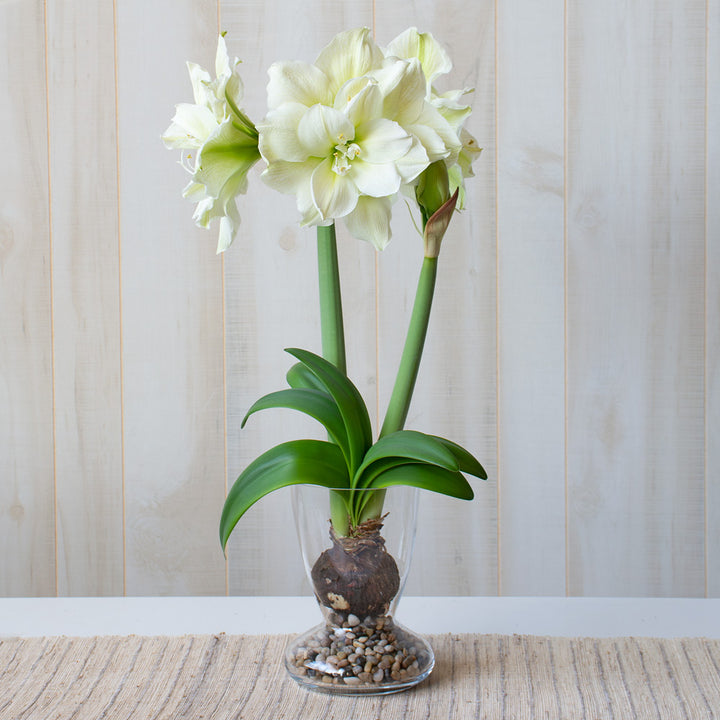 Amaryllis 'Marilyn,' one bulb with Dutch hurricane vase kit