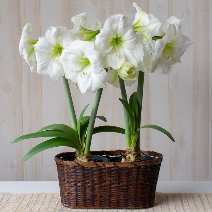 Amaryllis 'Moscow,' two nursery pots in woven basket