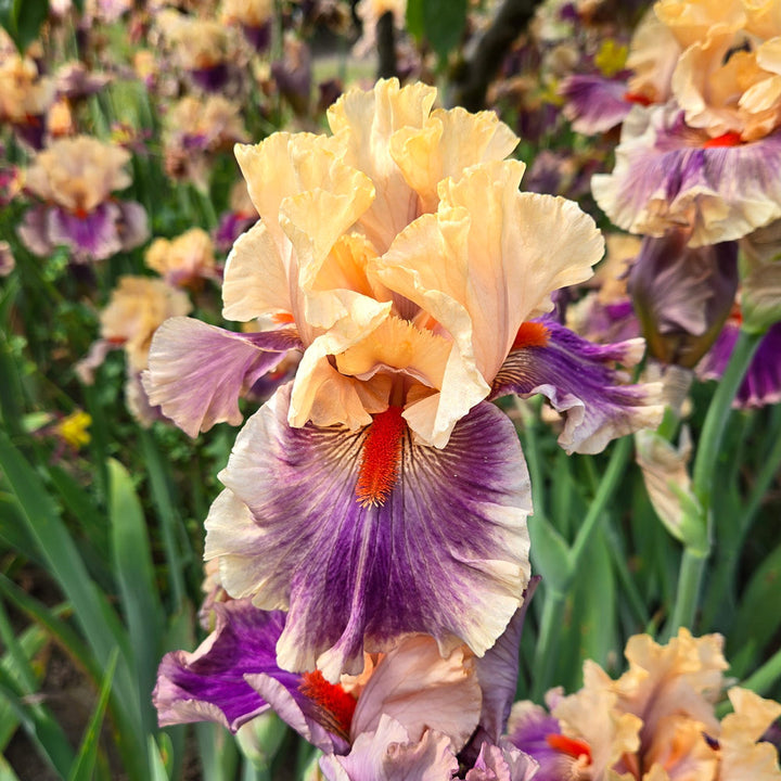 Iris germanica 'Smith Rock'