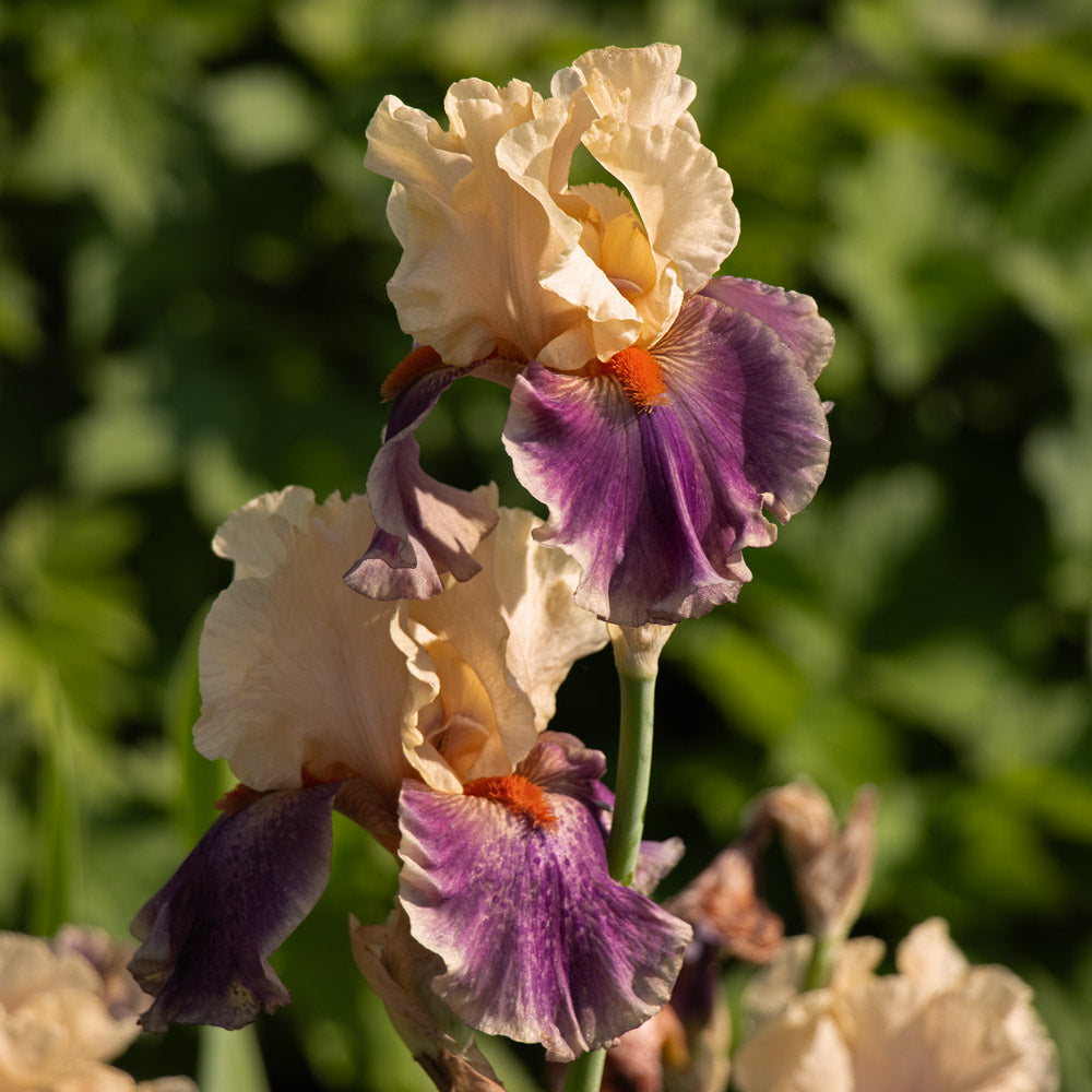 Iris germanica 'Smith Rock'