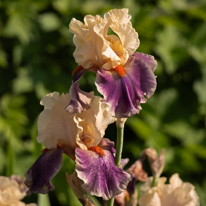 Iris germanica 'Smith Rock'