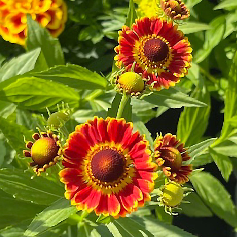 Helenium autumnale Mariachi™ 'Fuego'