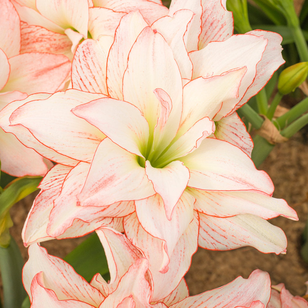 Amaryllis 'Aphrodite,' one bulb in nursery pot