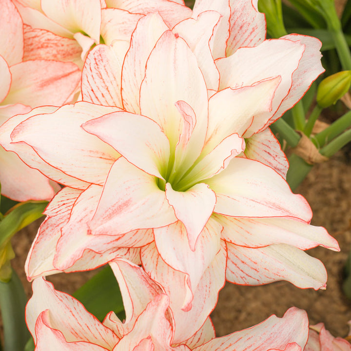 Amaryllis 'Aphrodite,' one bulb in nursery pot