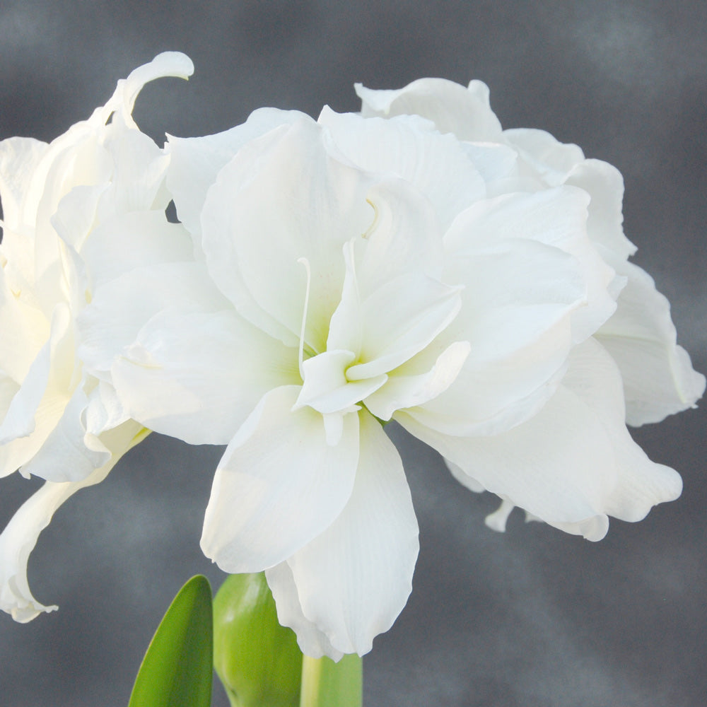 Amaryllis 'Alfresco,' one bulb in nursery pot