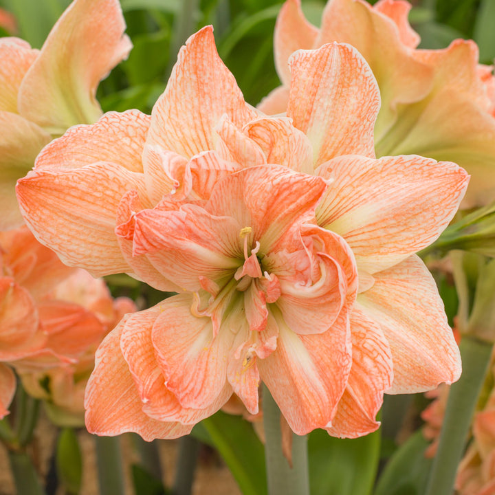 Amaryllis 'Exotic Nymph,' one bulb in nursery pot