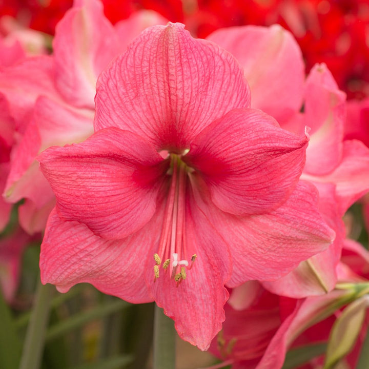 Amaryllis 'Pink Surprise,' one bulb in nursery pot