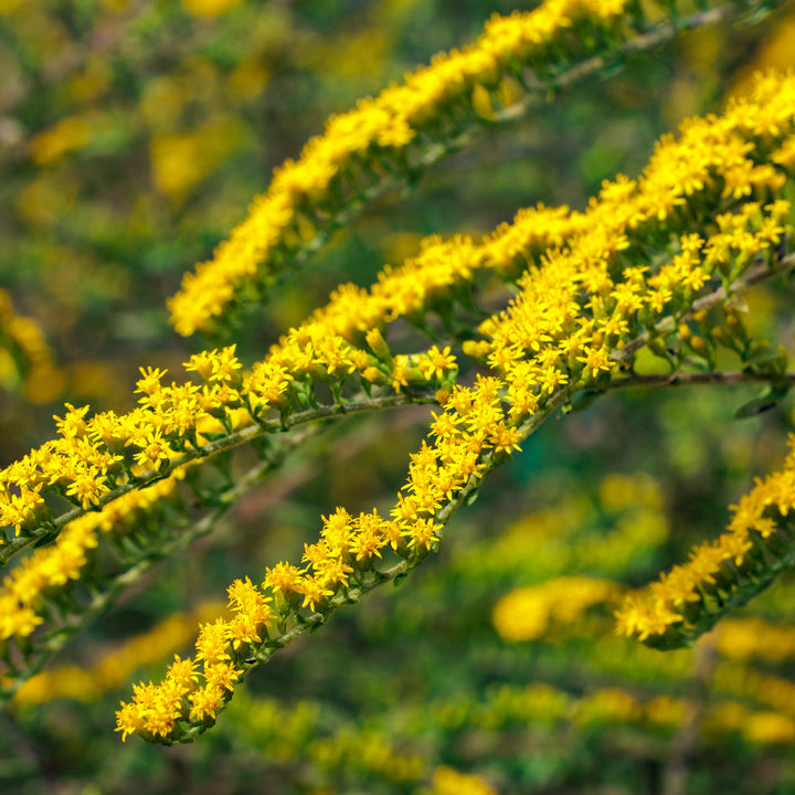 Solidago rugosa 'Fireworks'