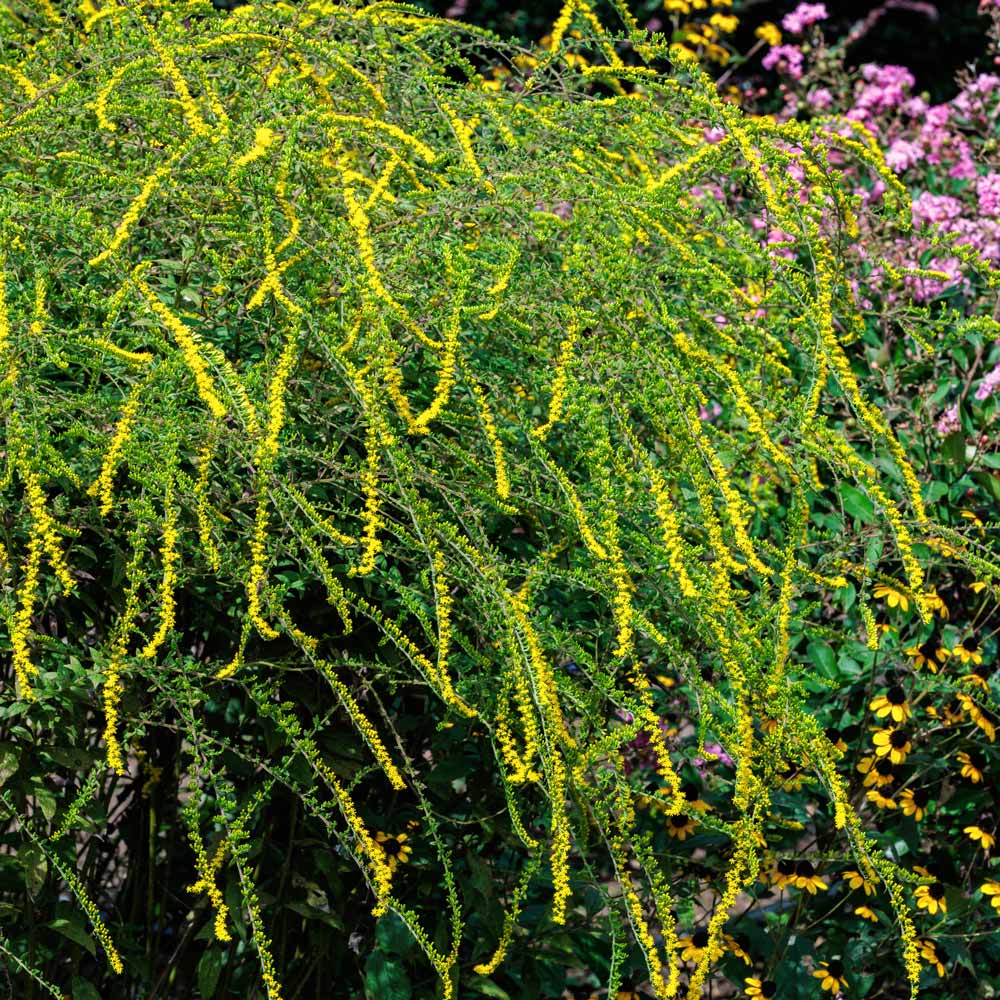 Solidago rugosa 'Fireworks'