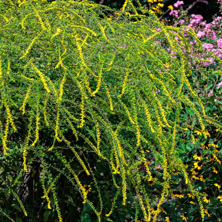 Solidago rugosa 'Fireworks'