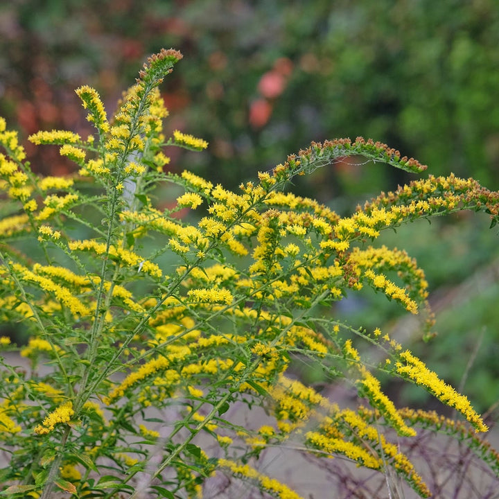 Solidago rugosa 'Fireworks'