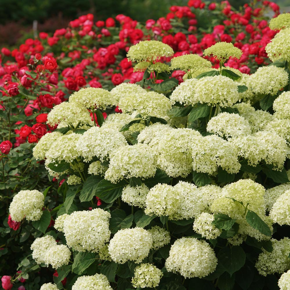 Hydrangea arborescens Incrediball® Storm Proof™