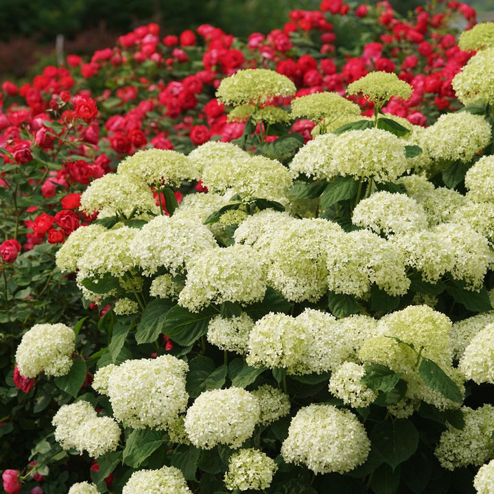 Hydrangea arborescens Incrediball® Storm Proof™