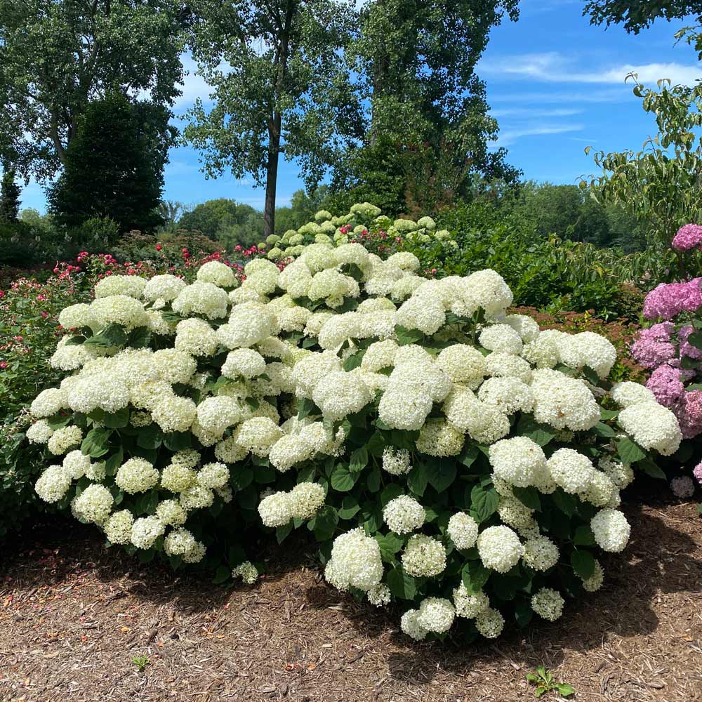 Hydrangea arborescens Incrediball® Storm Proof™