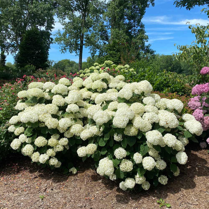 Hydrangea arborescens Incrediball® Storm Proof™