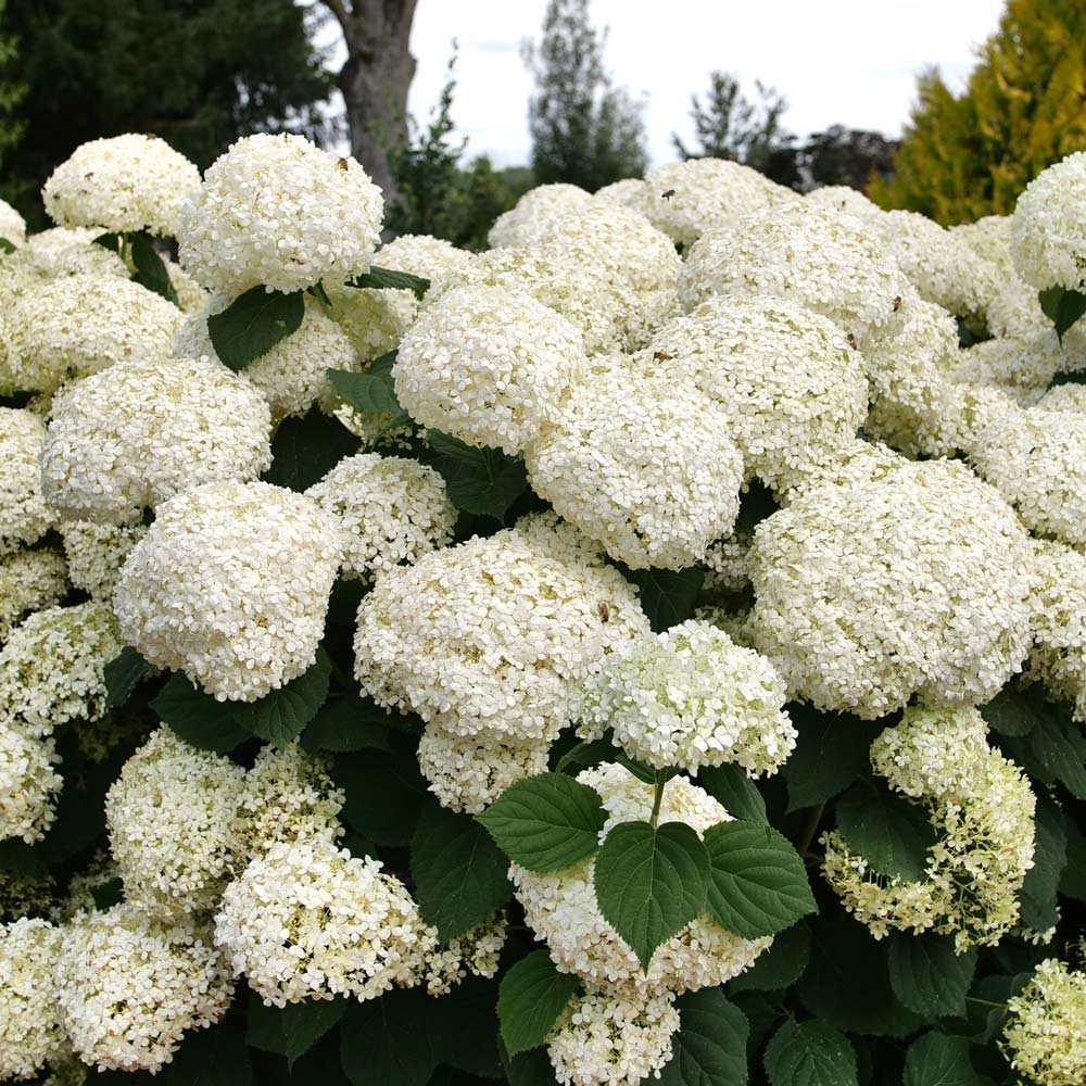 Hydrangea arborescens Incrediball® Storm Proof™