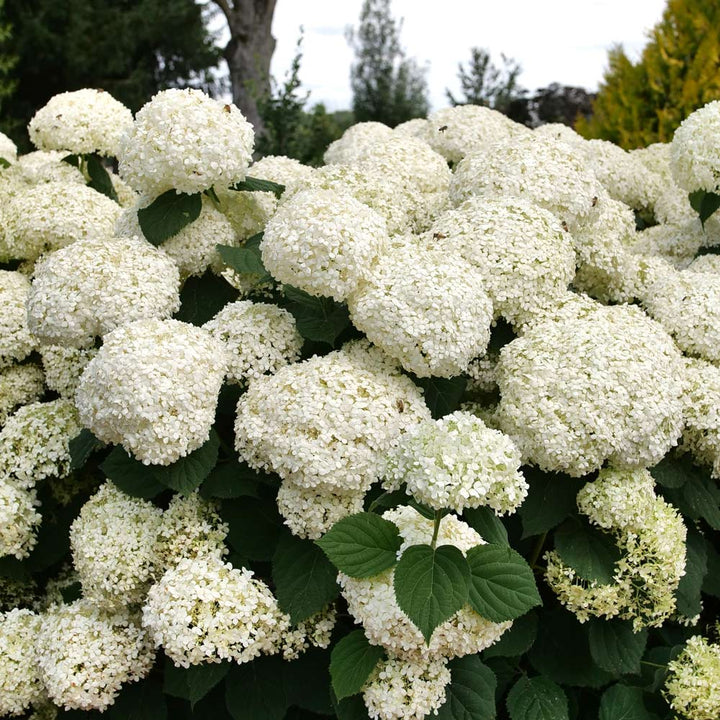 Hydrangea arborescens Incrediball® Storm Proof™