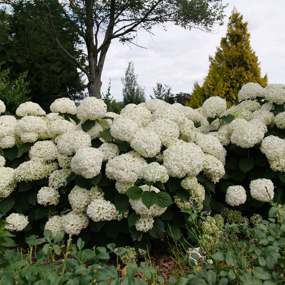 Hydrangea arborescens Incrediball® Storm Proof™