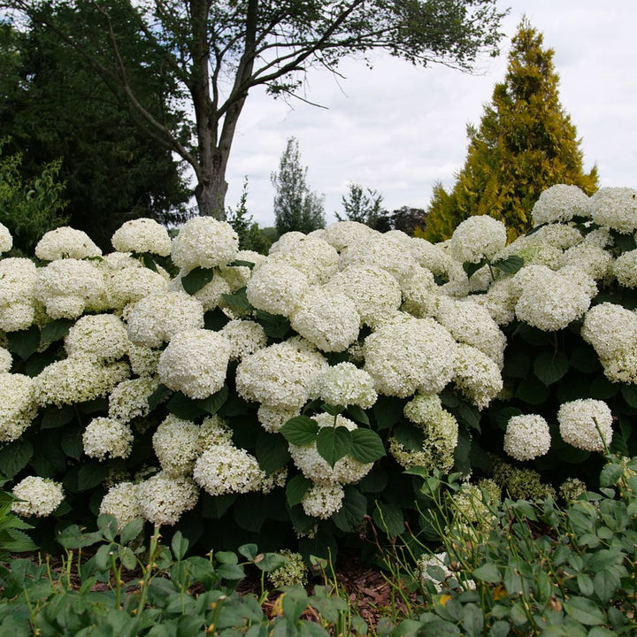 Hydrangea arborescens Incrediball® Storm Proof™