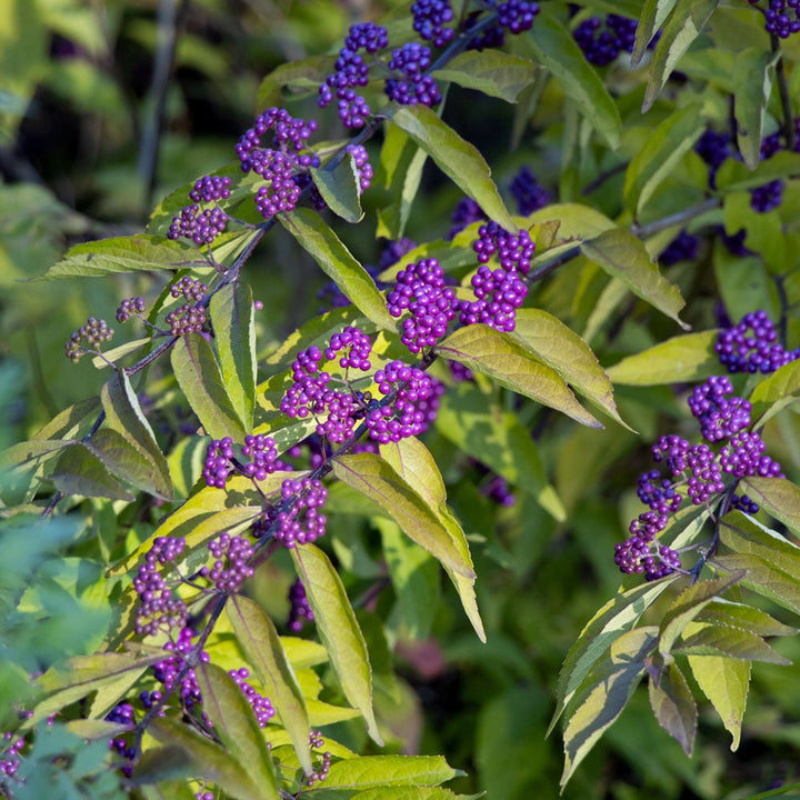 Callicarpa dichotoma 'Early Amethyst'