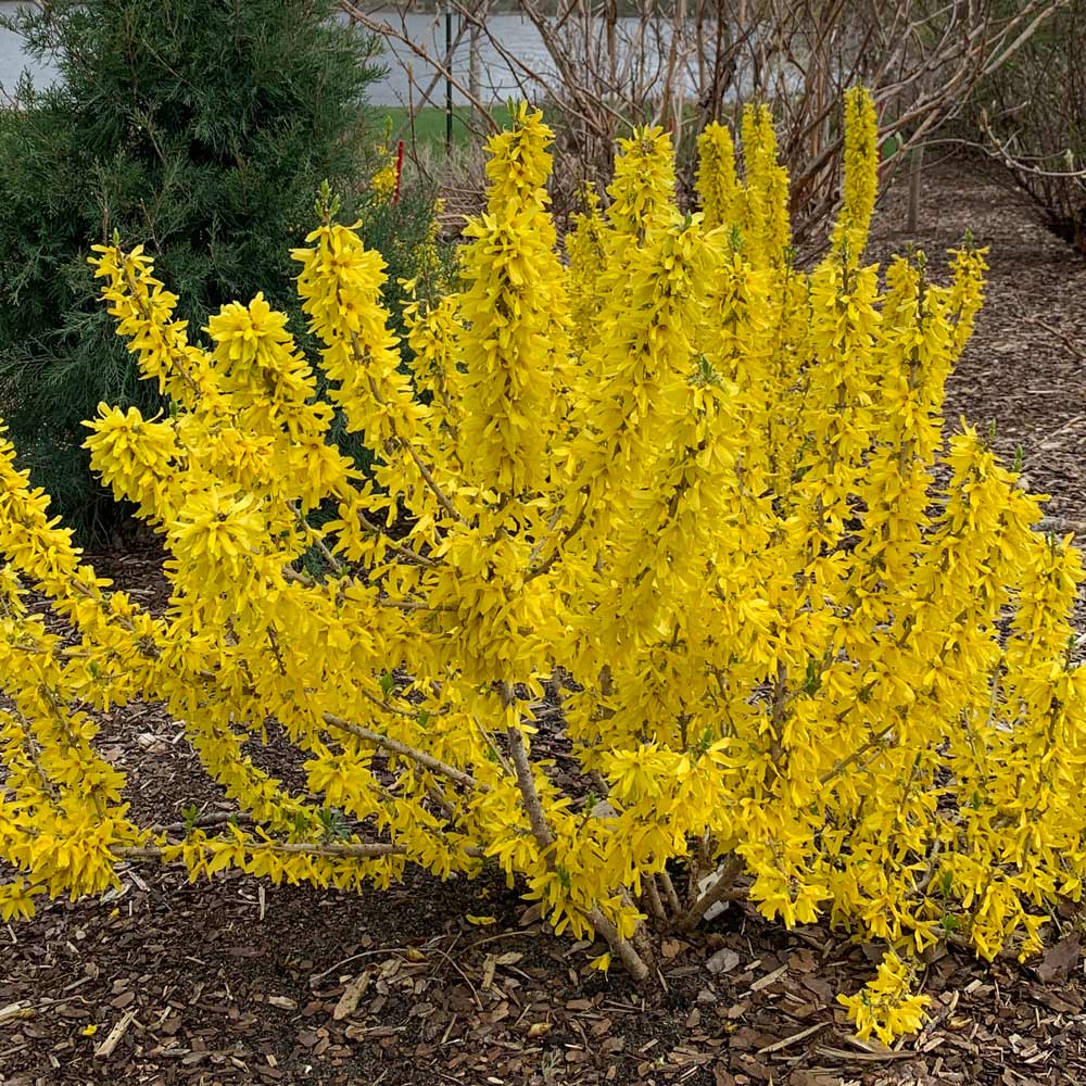 Forsythia Show Off® Sugar Baby®
