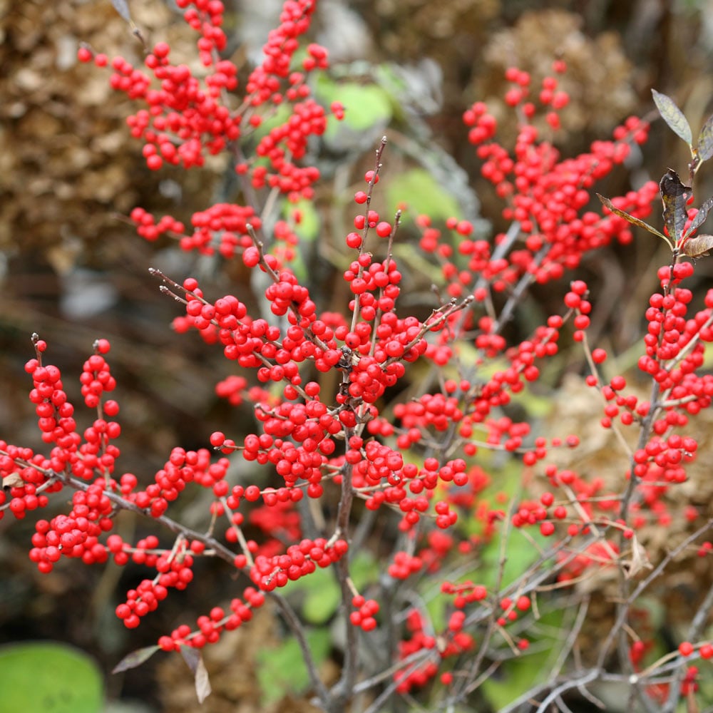 Ilex verticillata Berry Poppins®
