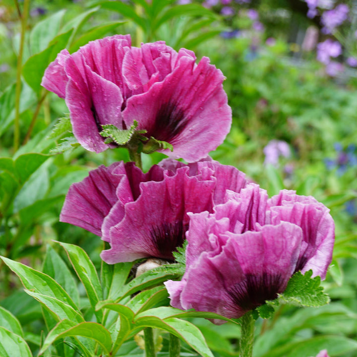 Papaver orientale 'Central Park'