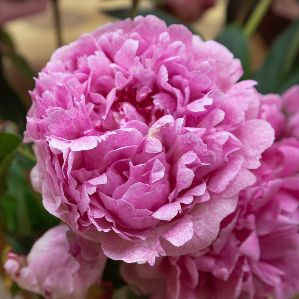 Peony 'The Fawn'