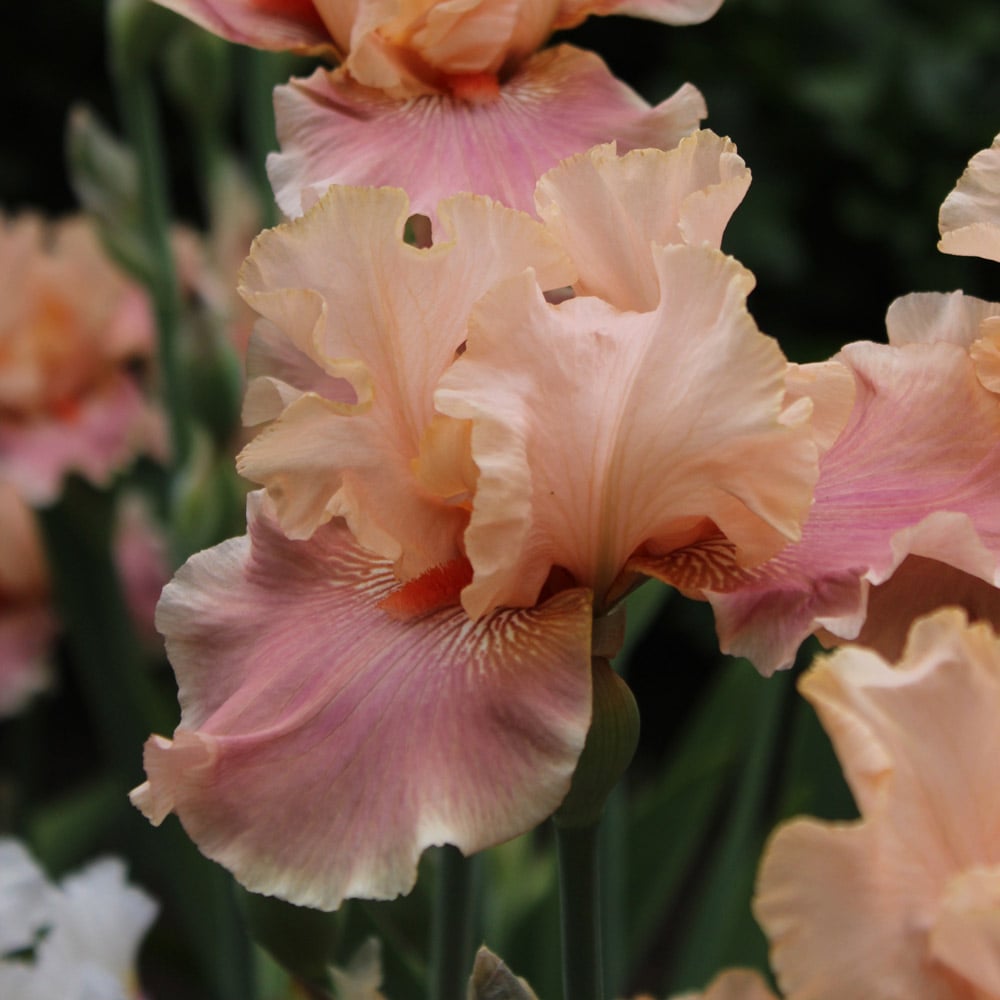 Pastel Beauties Bearded Iris Trio
