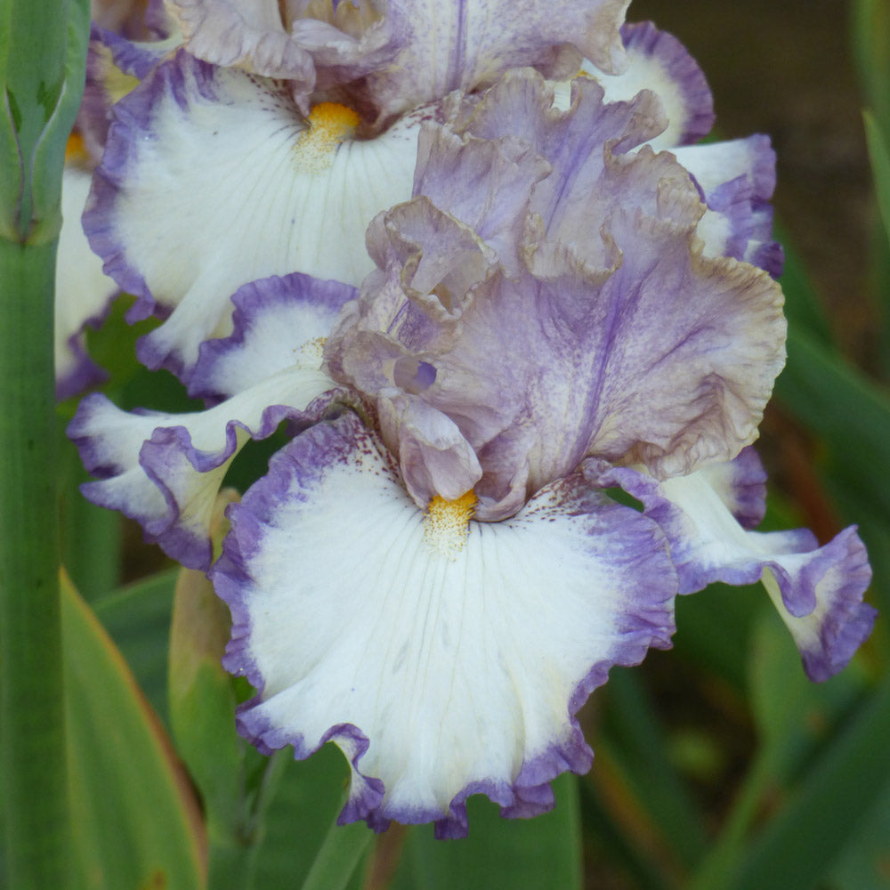Iris germanica 'Grays Peak'
