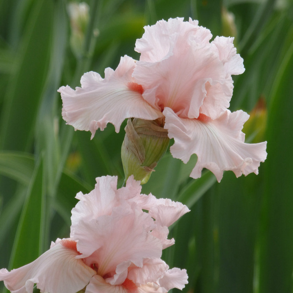 Iris germanica 'Irish Beauty'