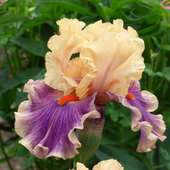 Iris germanica 'Smith Rock'
