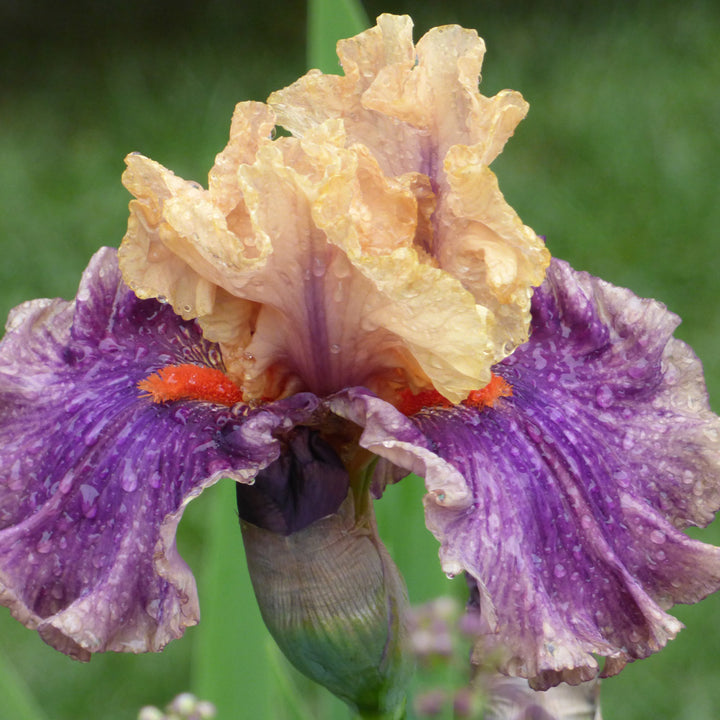 Iris germanica 'Smith Rock'