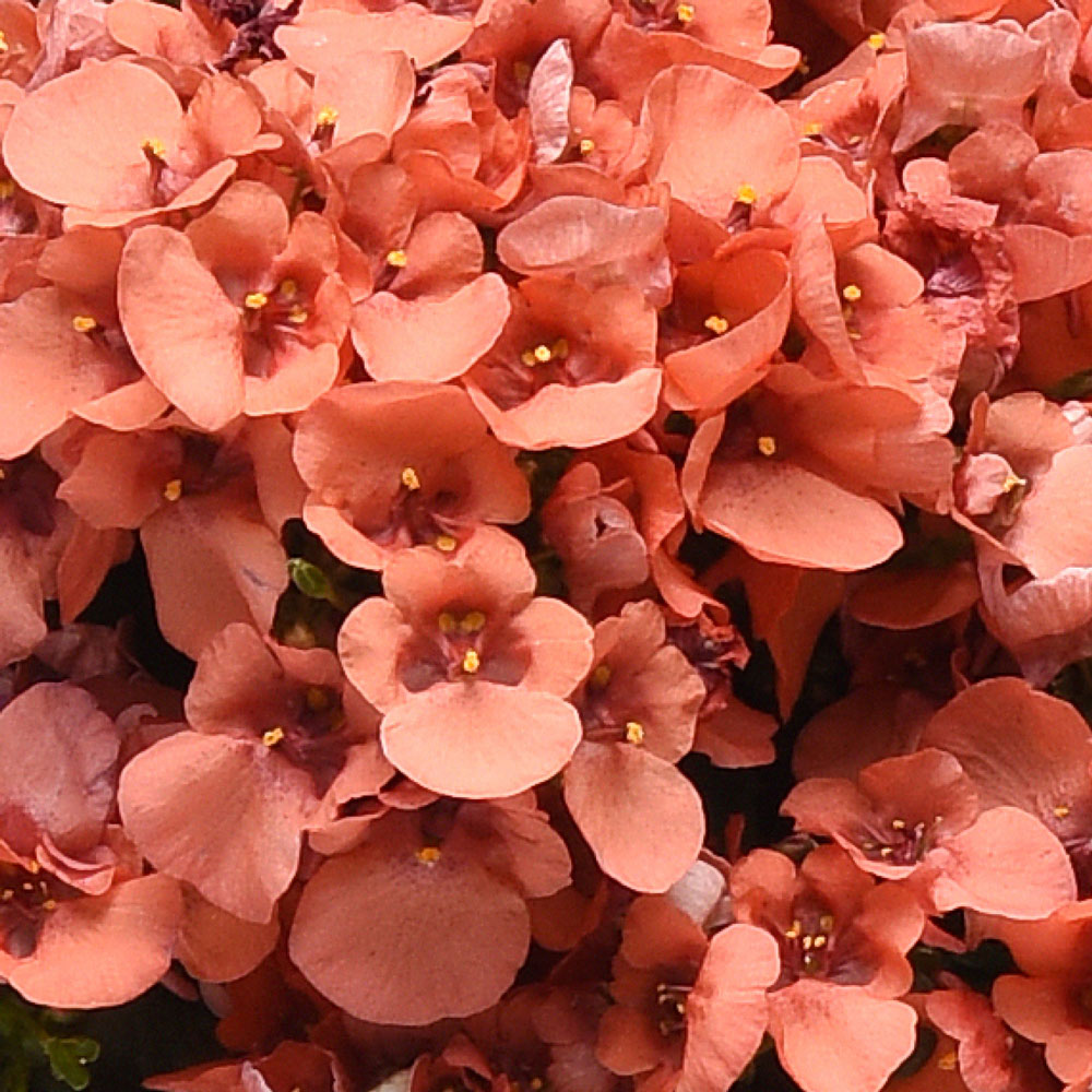 Amaretto Fall Container Garden