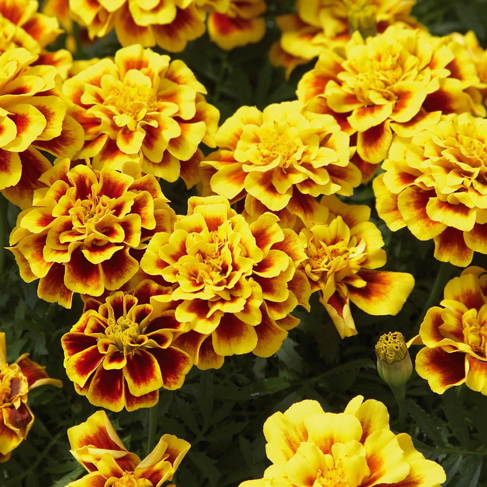 Back-to-School Fall Container Garden