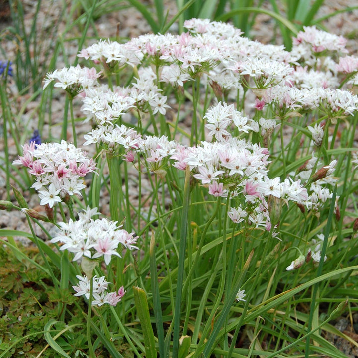 Allium 'Caméléon'