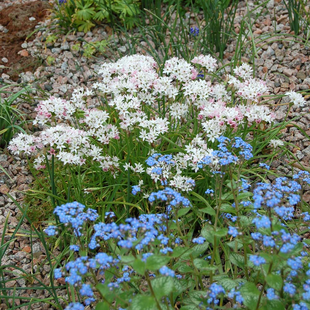 Allium 'Caméléon'