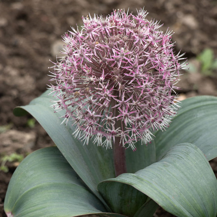 Allium karataviense 'Red Giant'
